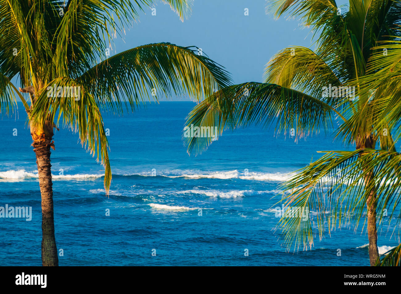 Palmen mit Blick auf den Pazifischen Ozean auf der Insel Kauai, Hawaii, USA Stockfoto