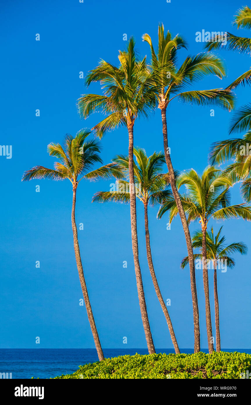 Palmen an der Küste des Pazifischen Ozeans, Kauai, Hawaii, USA Stockfoto
