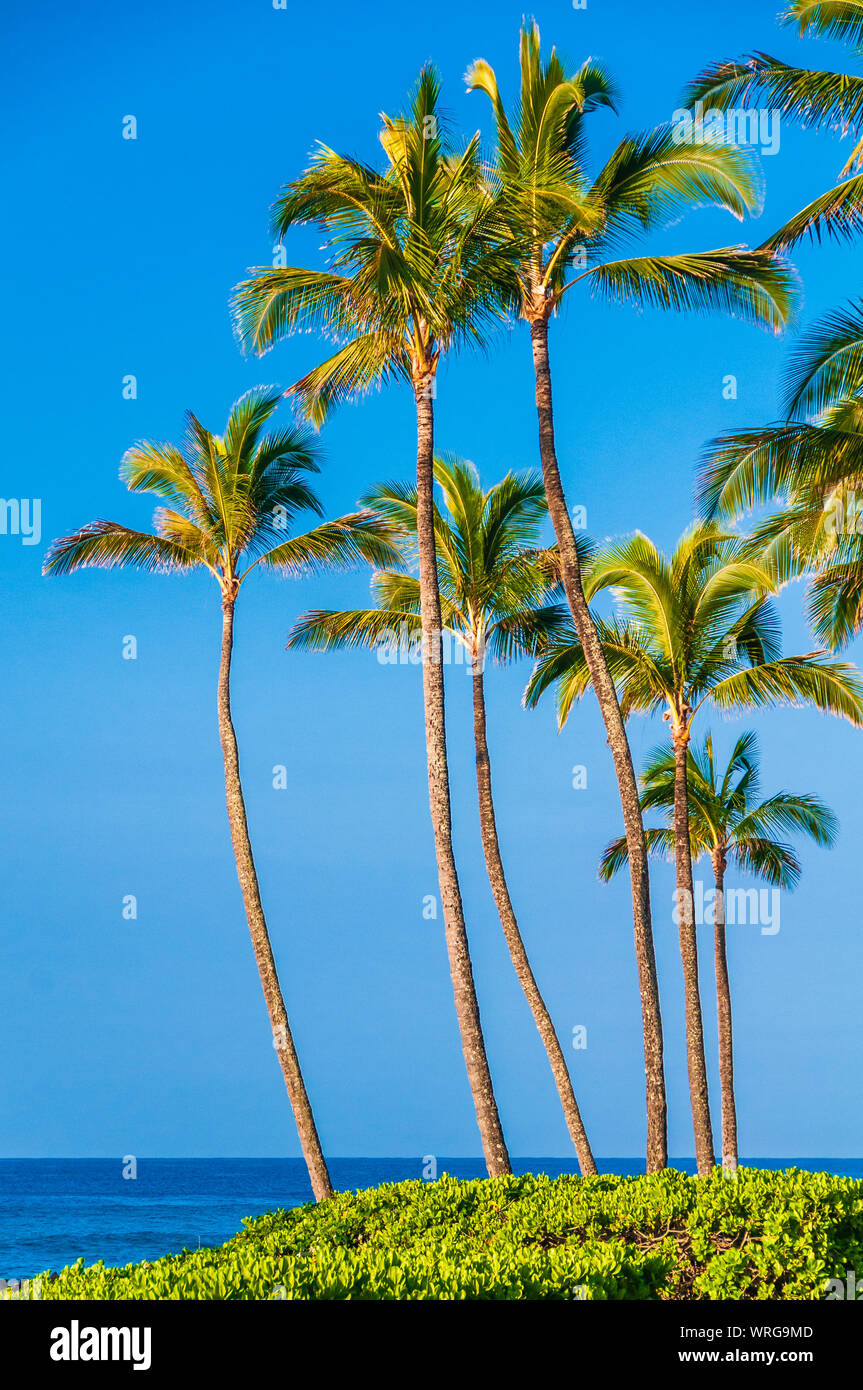 Palmen mit Blick auf den Pazifischen Ozean auf der Insel Kauai, Hawaii, USA Stockfoto