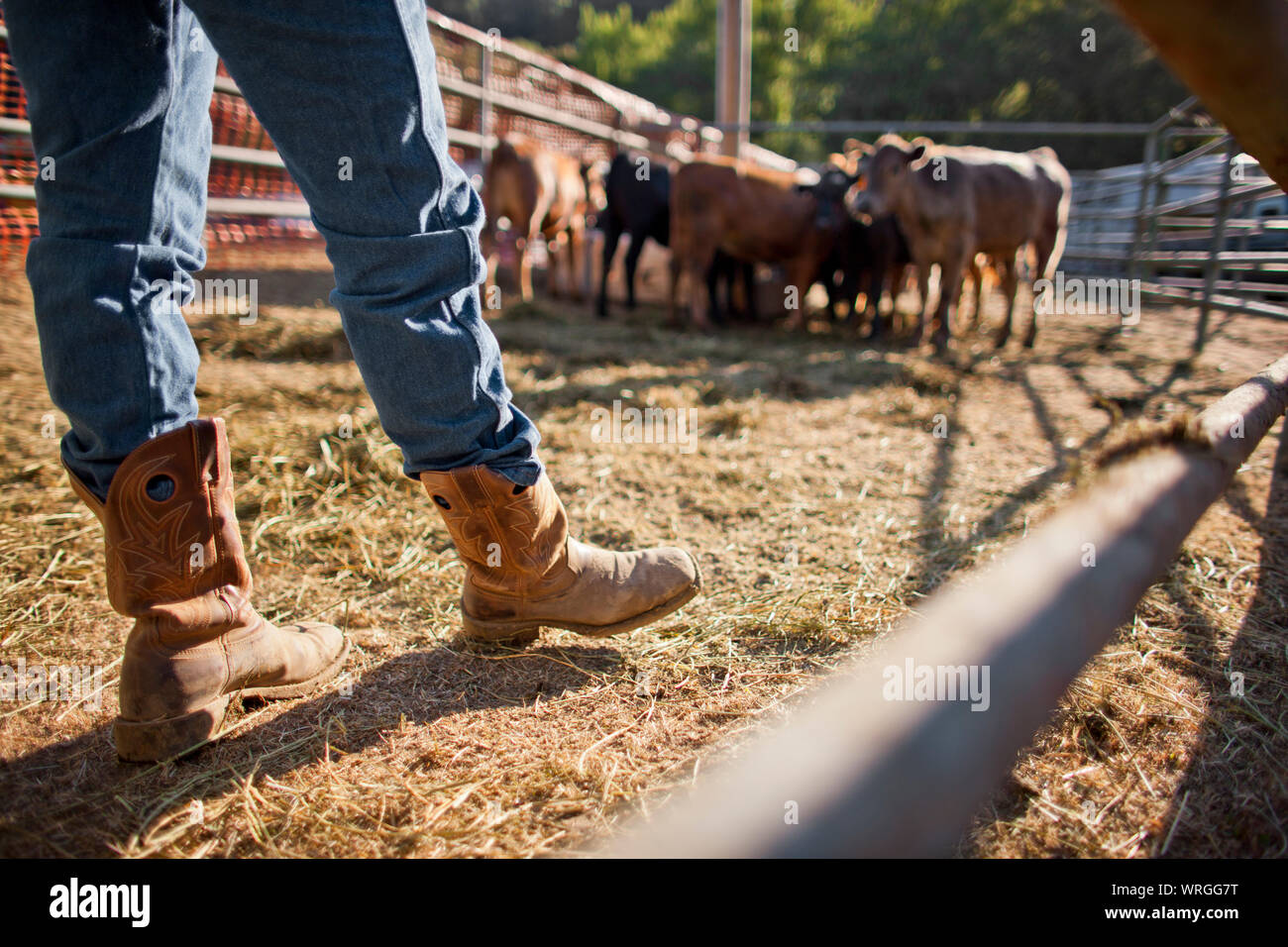 Viehzüchter, die in ein Gehäuse mit einer Herde von Rindern. Stockfoto