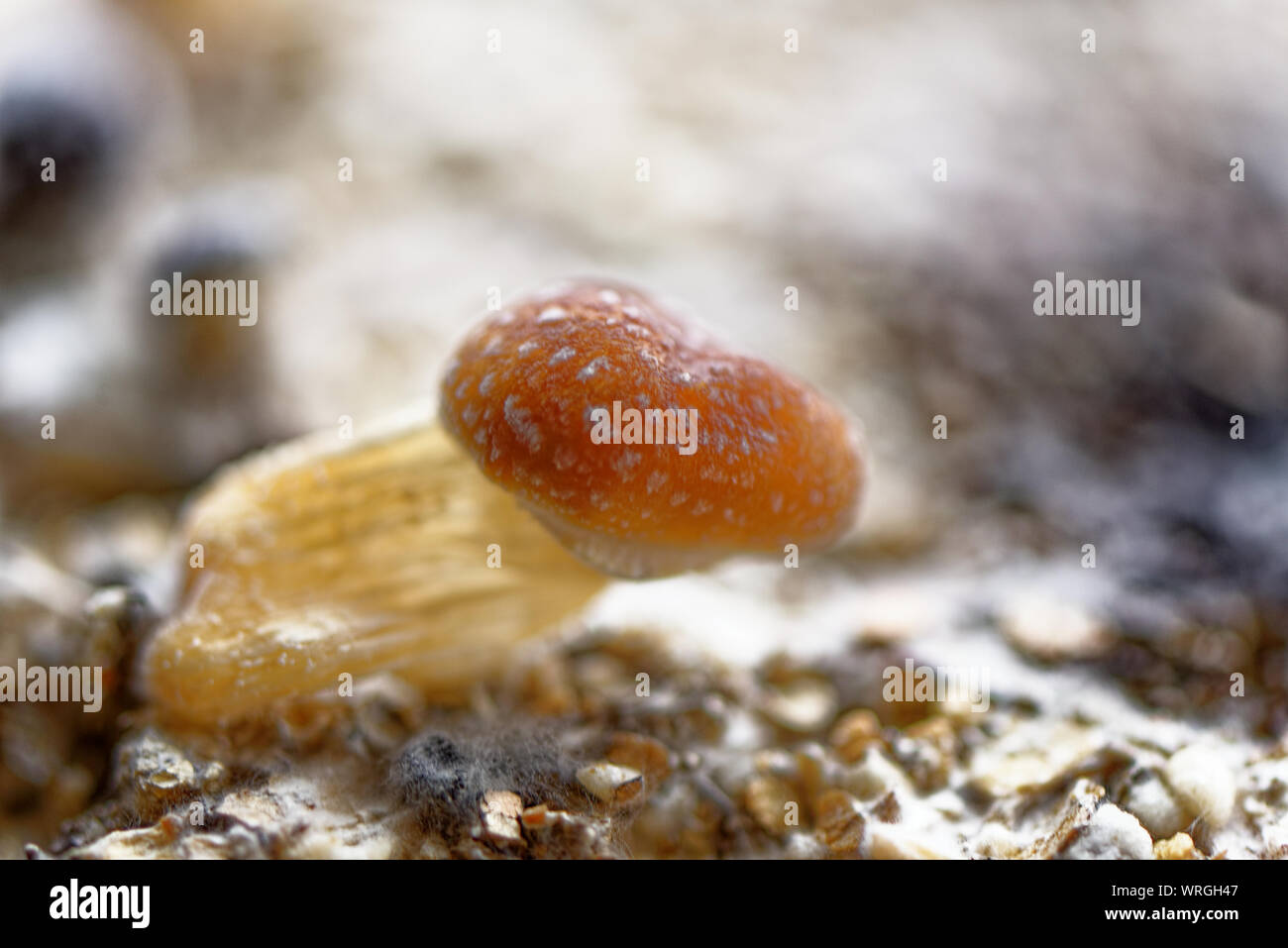 Ecuadorianische Psilocybe Cubensis Stockfotos und bilder Kaufen Alamy
