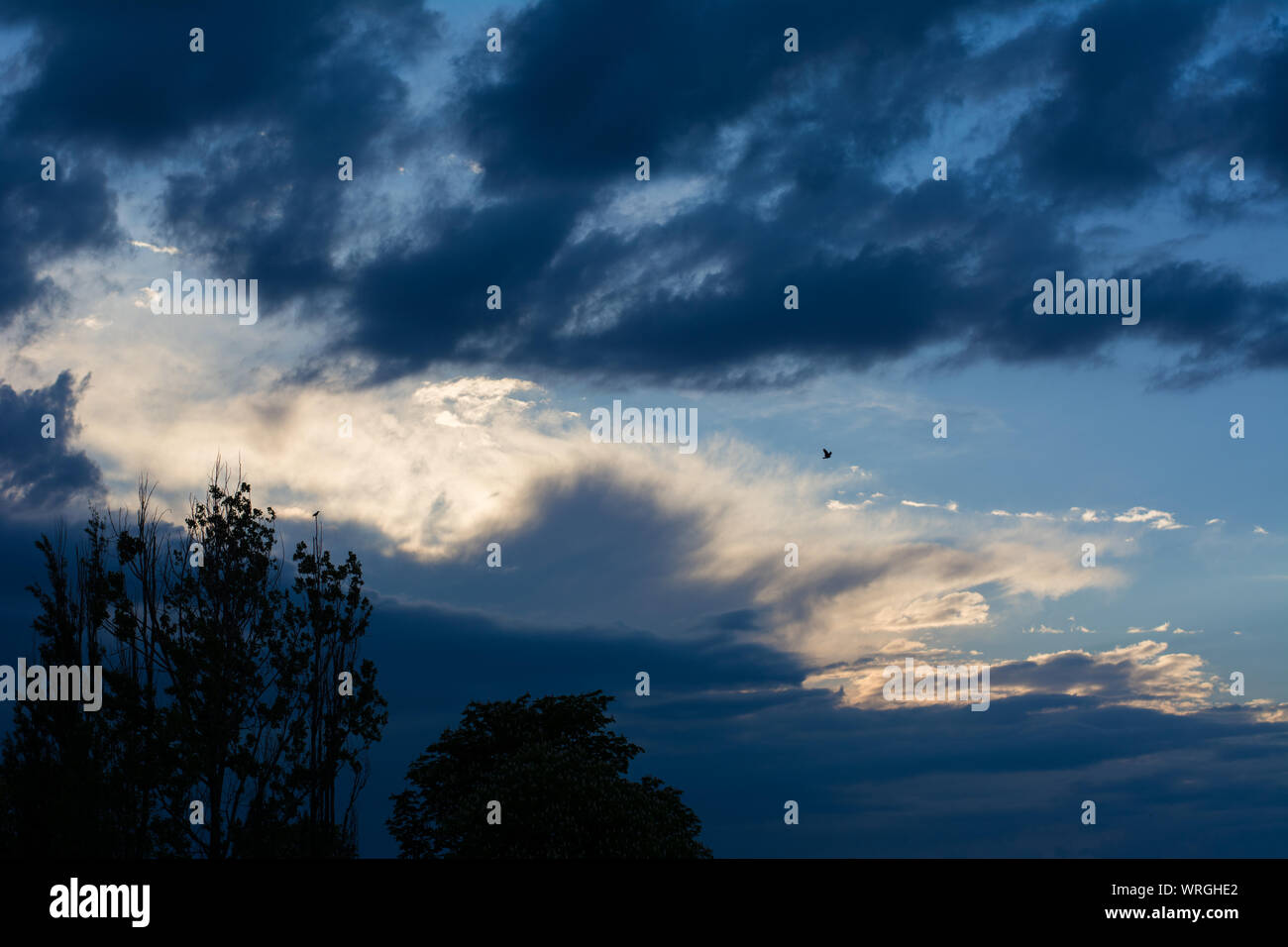 Vogel im Himmel Stockfoto Vogel im Himmel Stockfoto