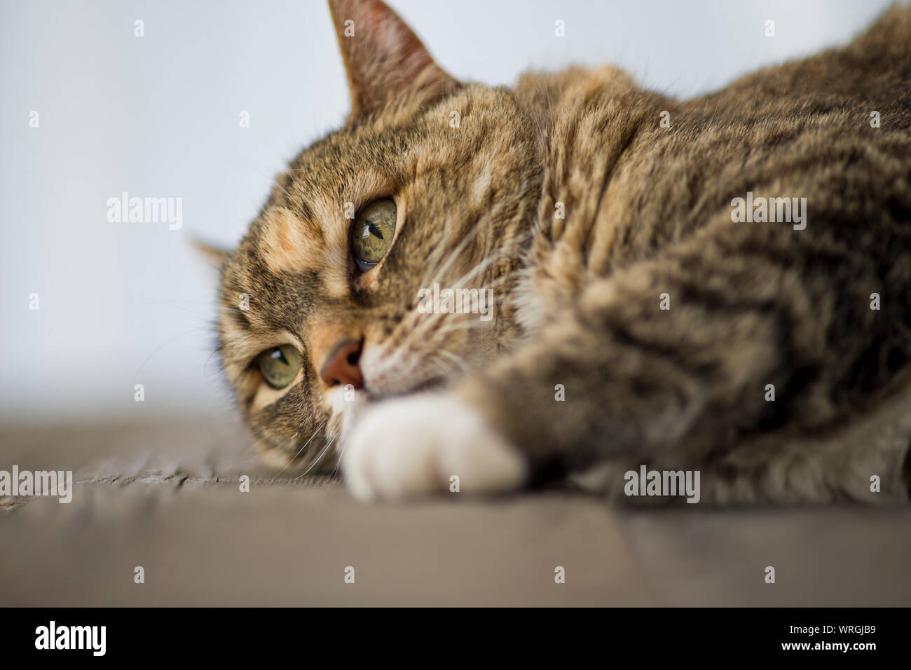 Schildpatt Katze liegend auf einer Holz- Oberfläche. Stockfoto