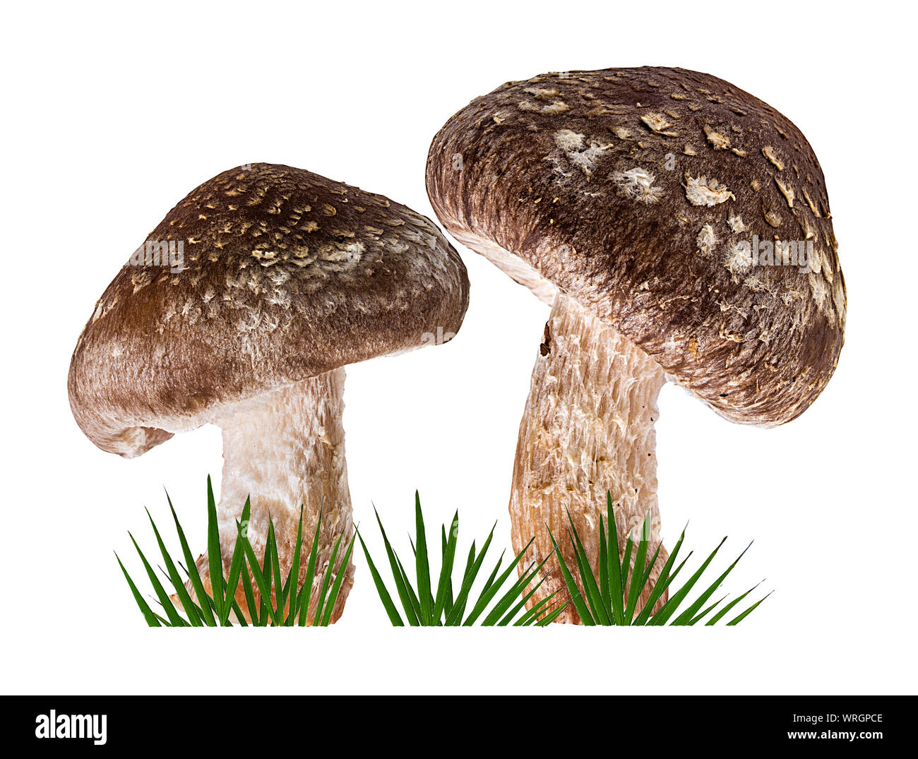 Shiitake Pilz auf dem weißen Hintergrund und grünes Gras Stockfoto