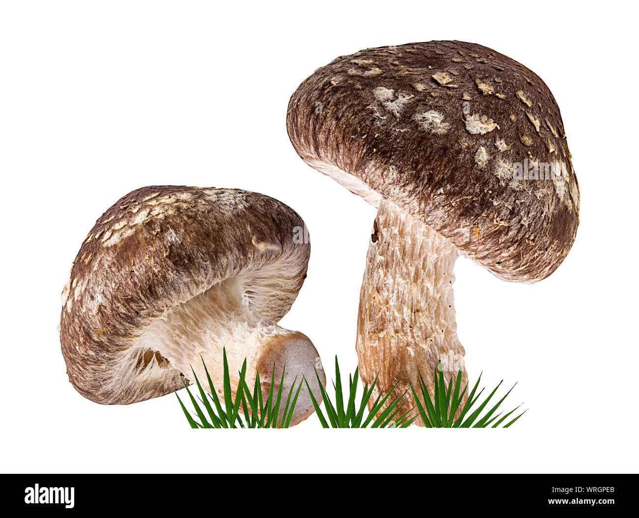 Shiitake Pilz auf dem weißen Hintergrund und grünes Gras Stockfoto