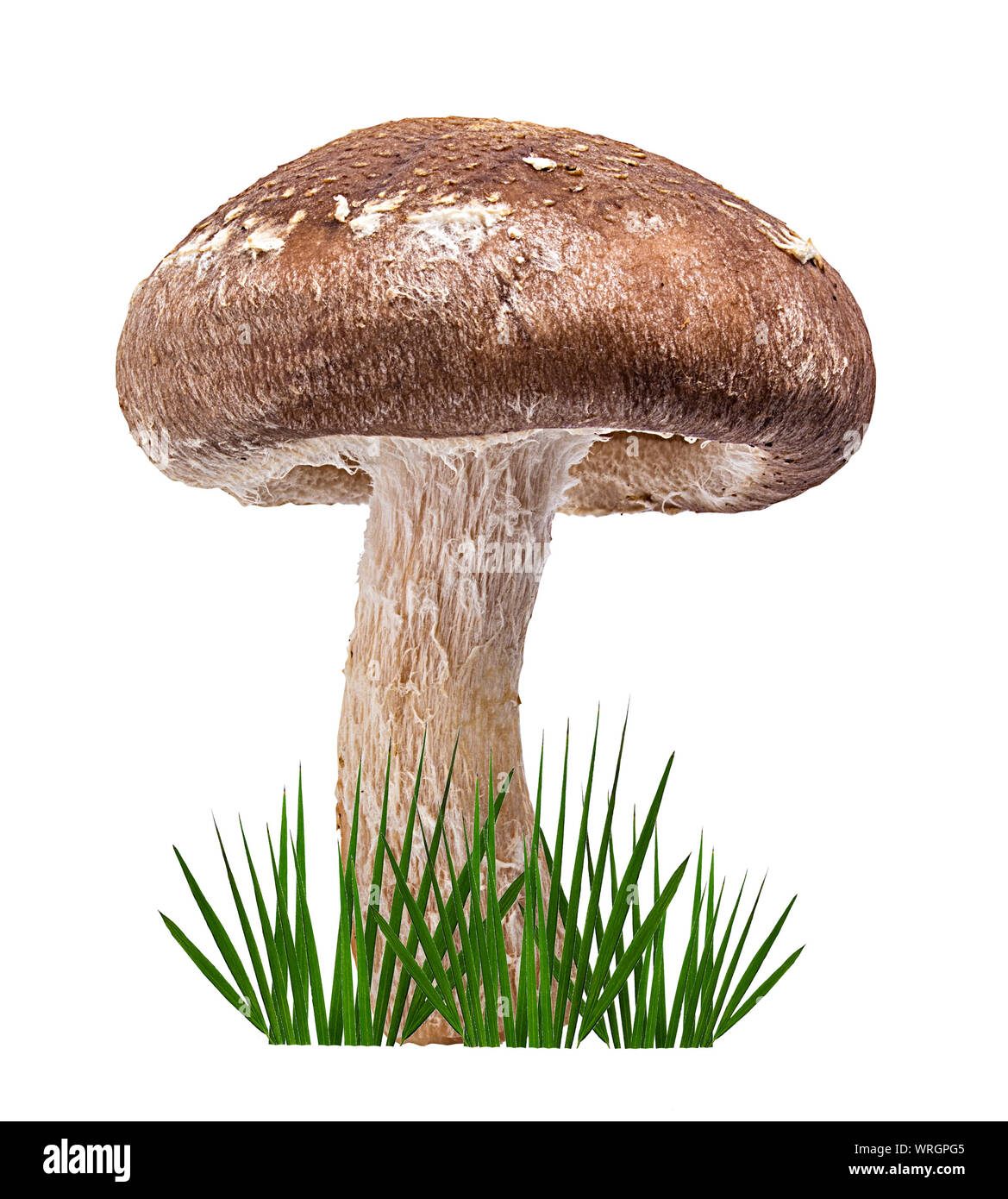 Shiitake Pilz auf dem weißen Hintergrund und grünes Gras Stockfoto