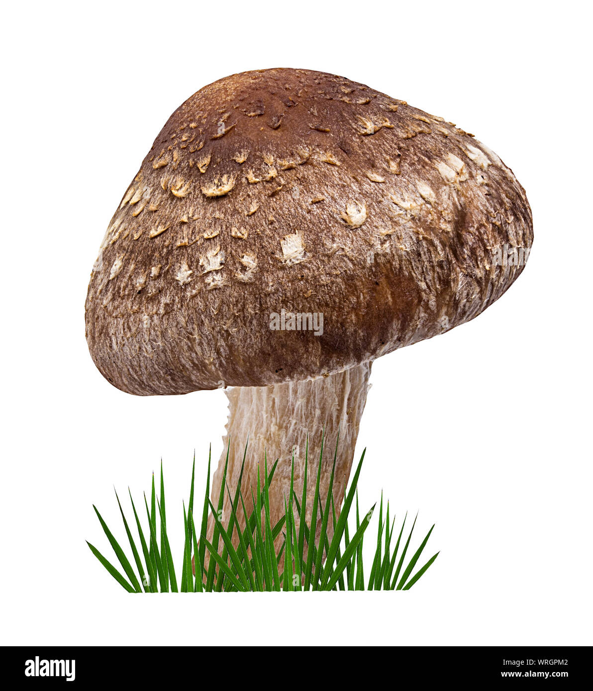Shiitake Pilz auf dem weißen Hintergrund und grünes Gras Stockfoto