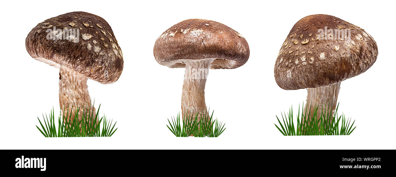 Shiitake Pilz auf dem weißen Hintergrund und grünes Gras Stockfoto