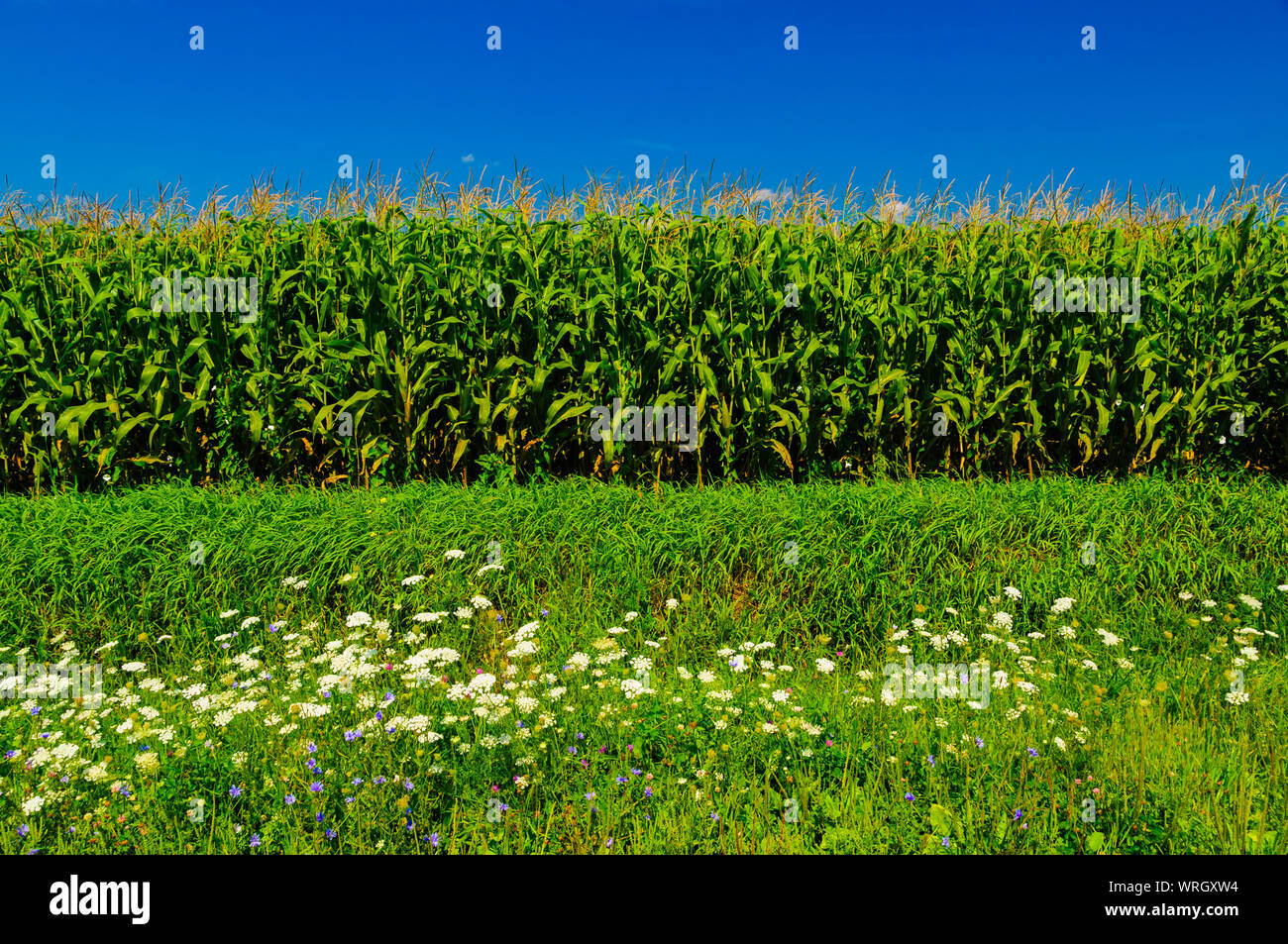 Blüten vor einem Kornfeld und ein blauer Himmel in Upstate New York, USA Stockfoto