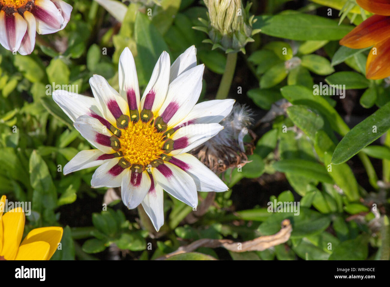 Nahaufnahme der Schatz Blume (gazania Rigens). Stockfoto