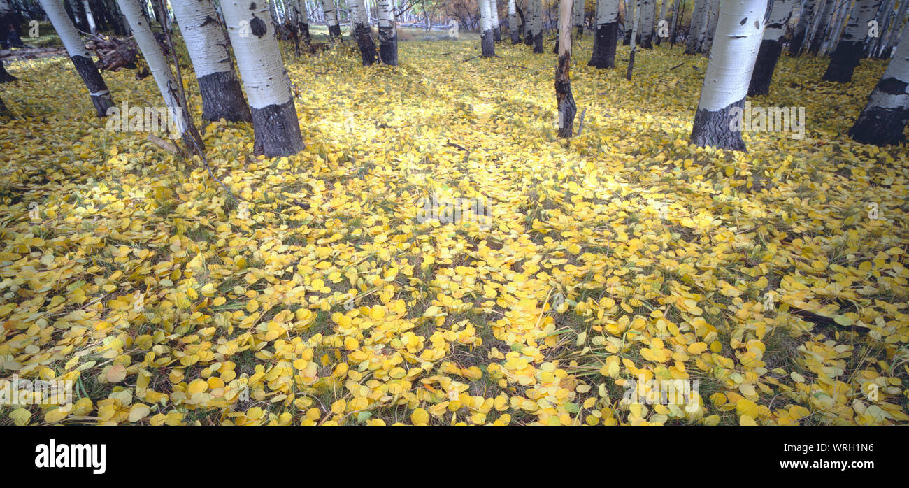 Gelbe Blätter auf dem Rasen unter einer überdachung der Bäume. Stockfoto