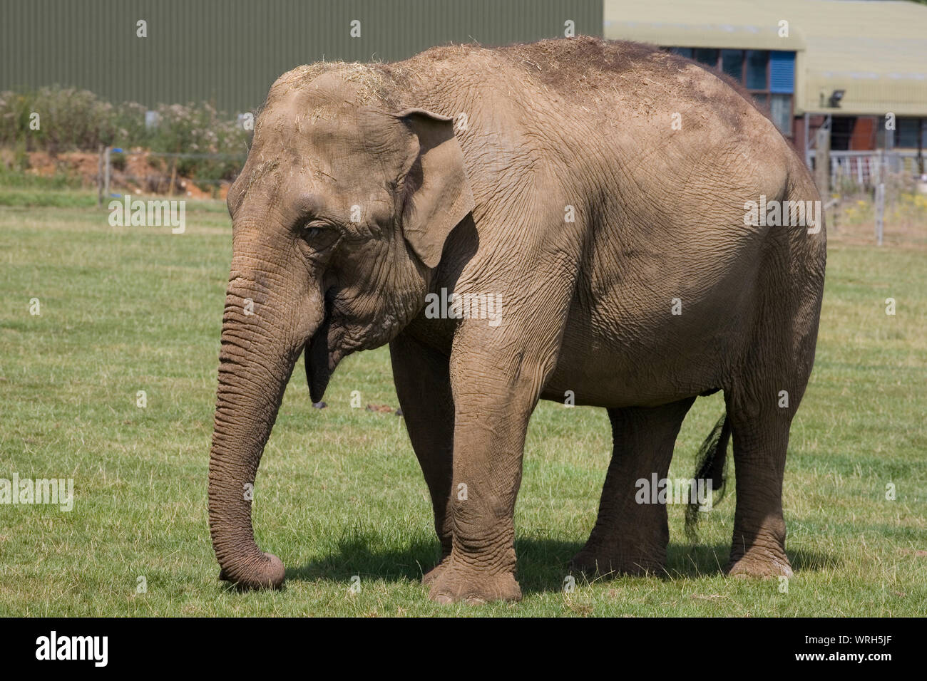 Junge weibliche Asiatischen Elefanten im Fahrerlager in der Nähe von Elephant House in Whipsnade Zoo Stockfoto