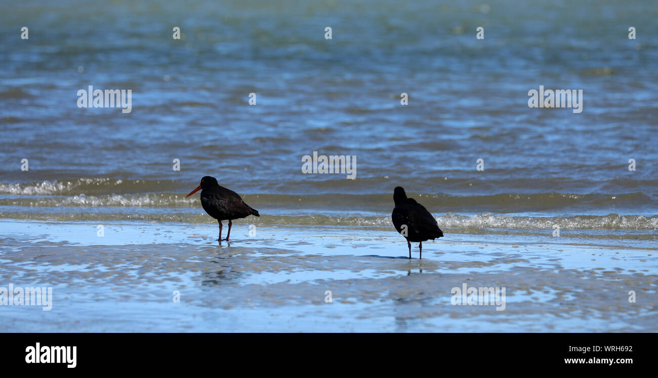 Austernfischer Oyster Catcher am Strand in Neuseeland Stockfoto