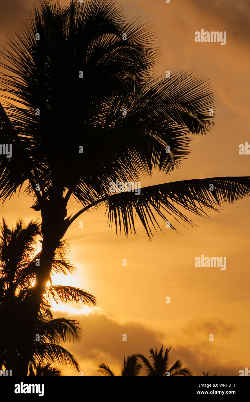 Palmen Silhouette gegen einen bunten tropischen Sonnenuntergang auf der Insel Kauai, Hawaii, USA Stockfoto