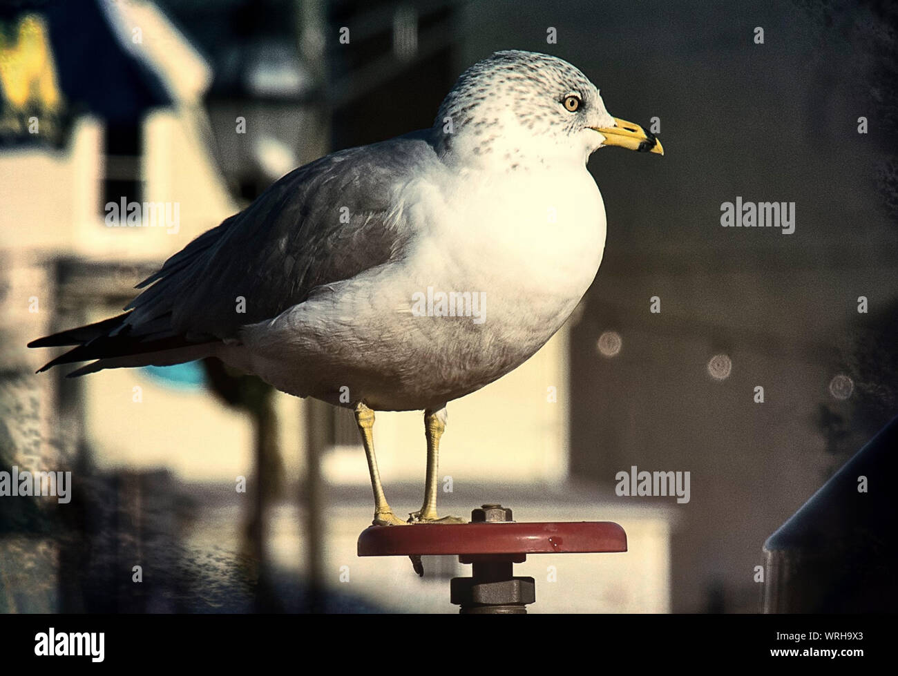Annapolis Seagull Stockfoto