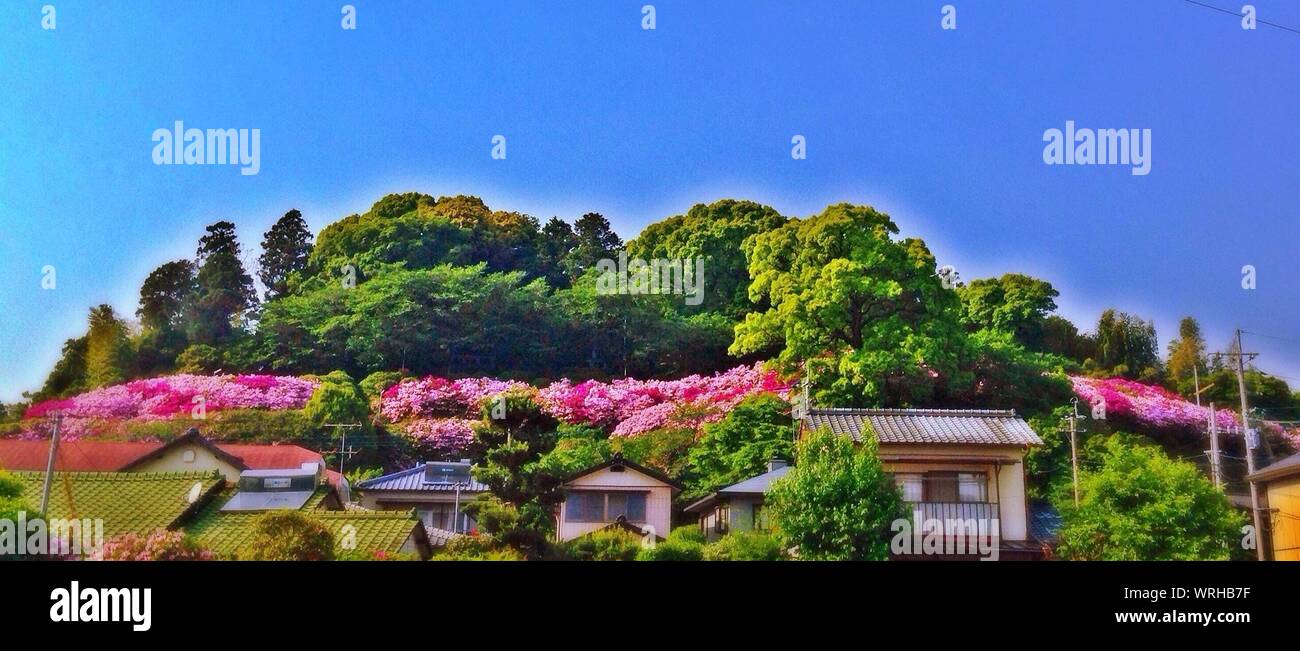 Wald mit Blume auf einem Hügel Stockfoto