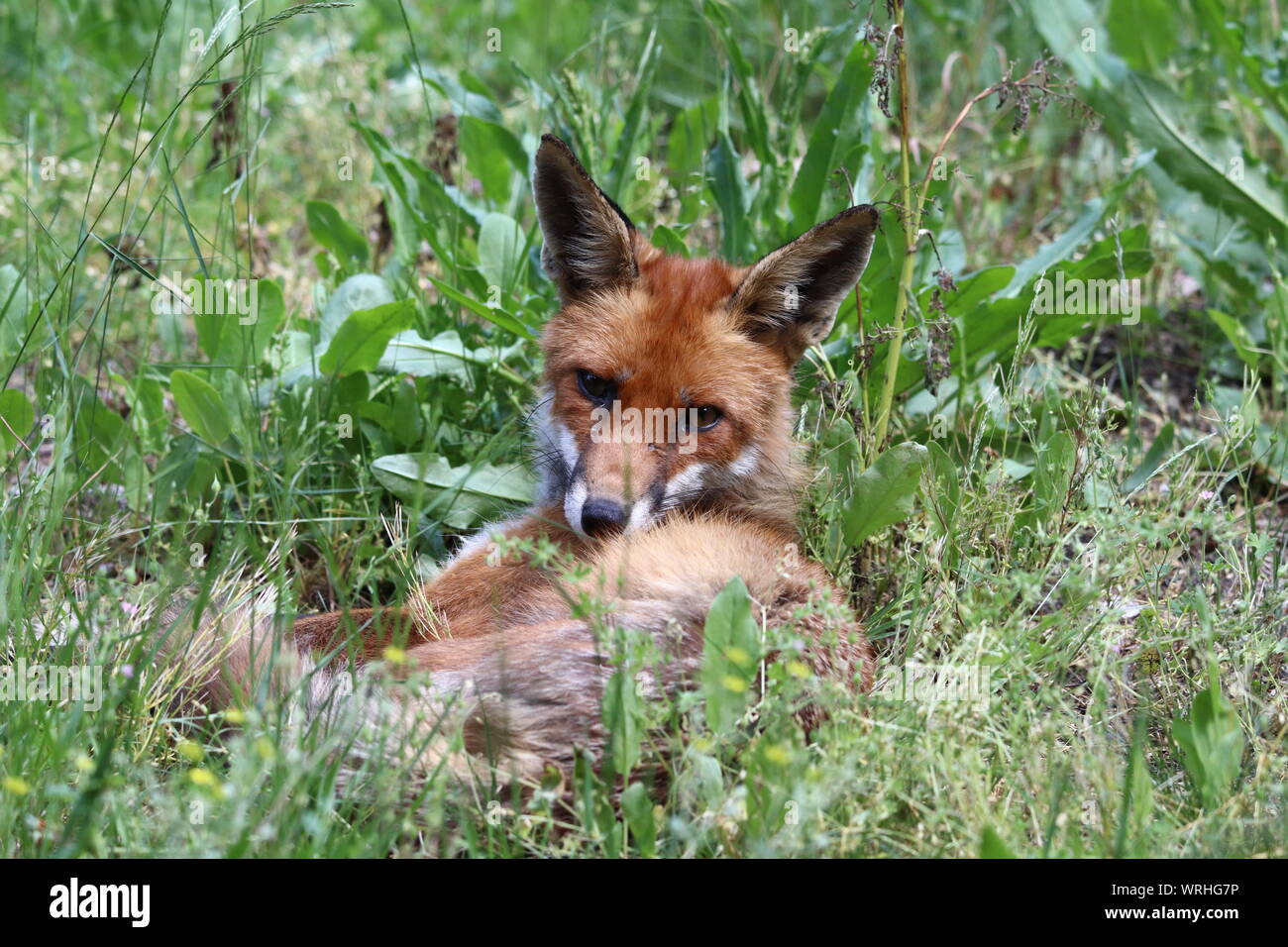 Ein junger Rotfuchs Balatonfüred entspannt im Gras und schaut in die Kamera* Ein junger Roter Fuchs liegt im Gras und Schaut aufmerksam in die Kamera Stockfoto