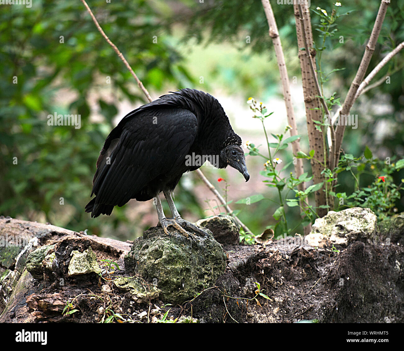 Schwarze Geier Vogel in der Nähe Profil ansehen mit einem Bokeh Hintergrund mit schwarzen Federn, Schnabel, Auge, grauer Kopf in seine Umwelt und Umgebung. Stockfoto