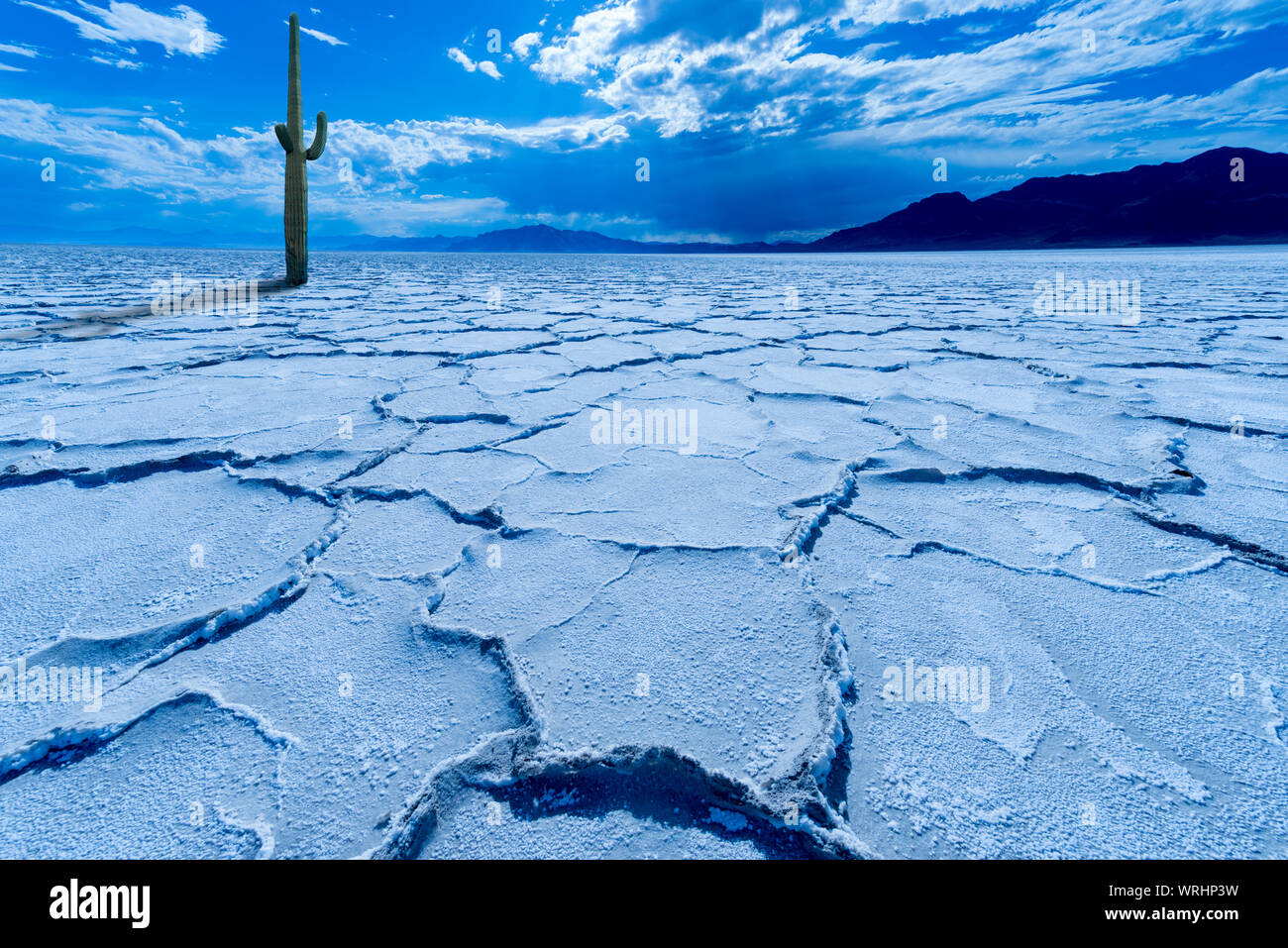 Digital erstellte Bild eines Kaktus Pflanze in der Mitte von Salt Flats sitzen Stockfoto