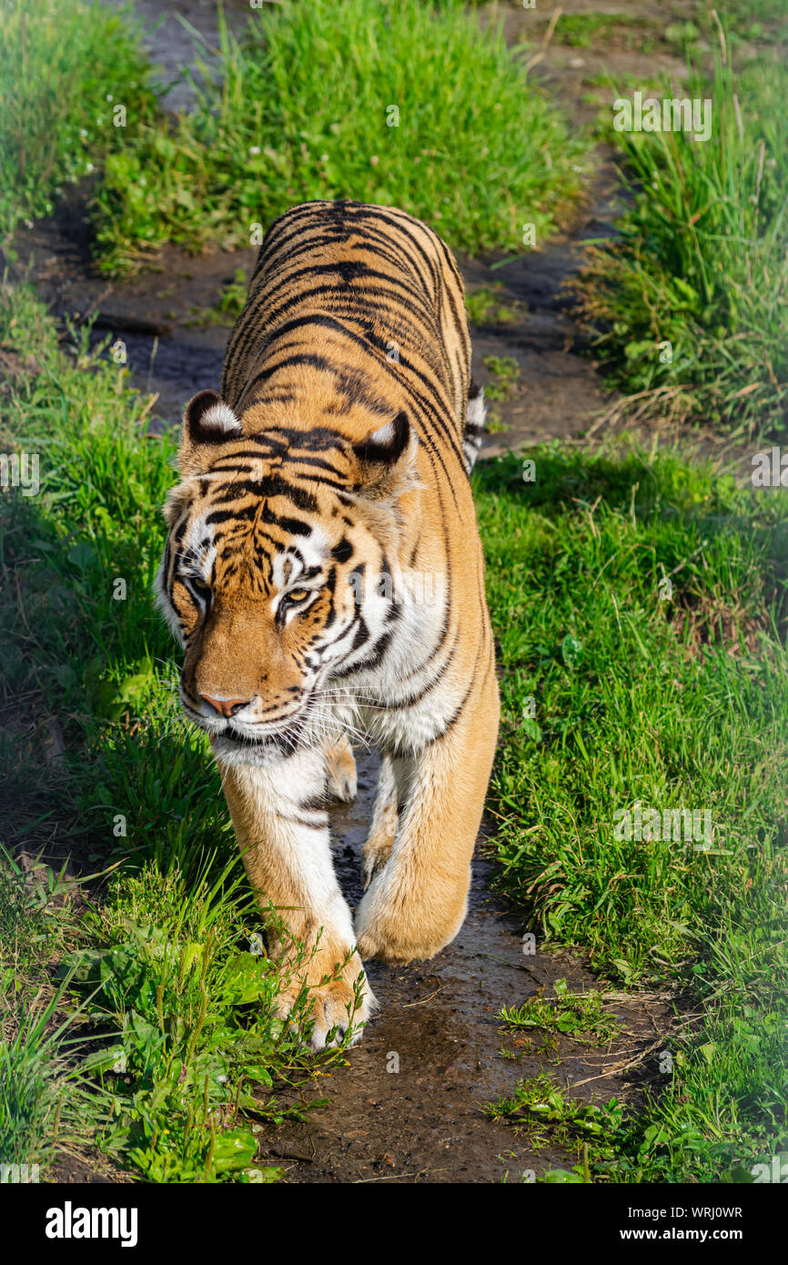 Sibirische Tiger (Panthera tigris altaica), entlang einem Feldweg mit Vegetation, mit Nachmittag Sonnenlicht Stockfoto