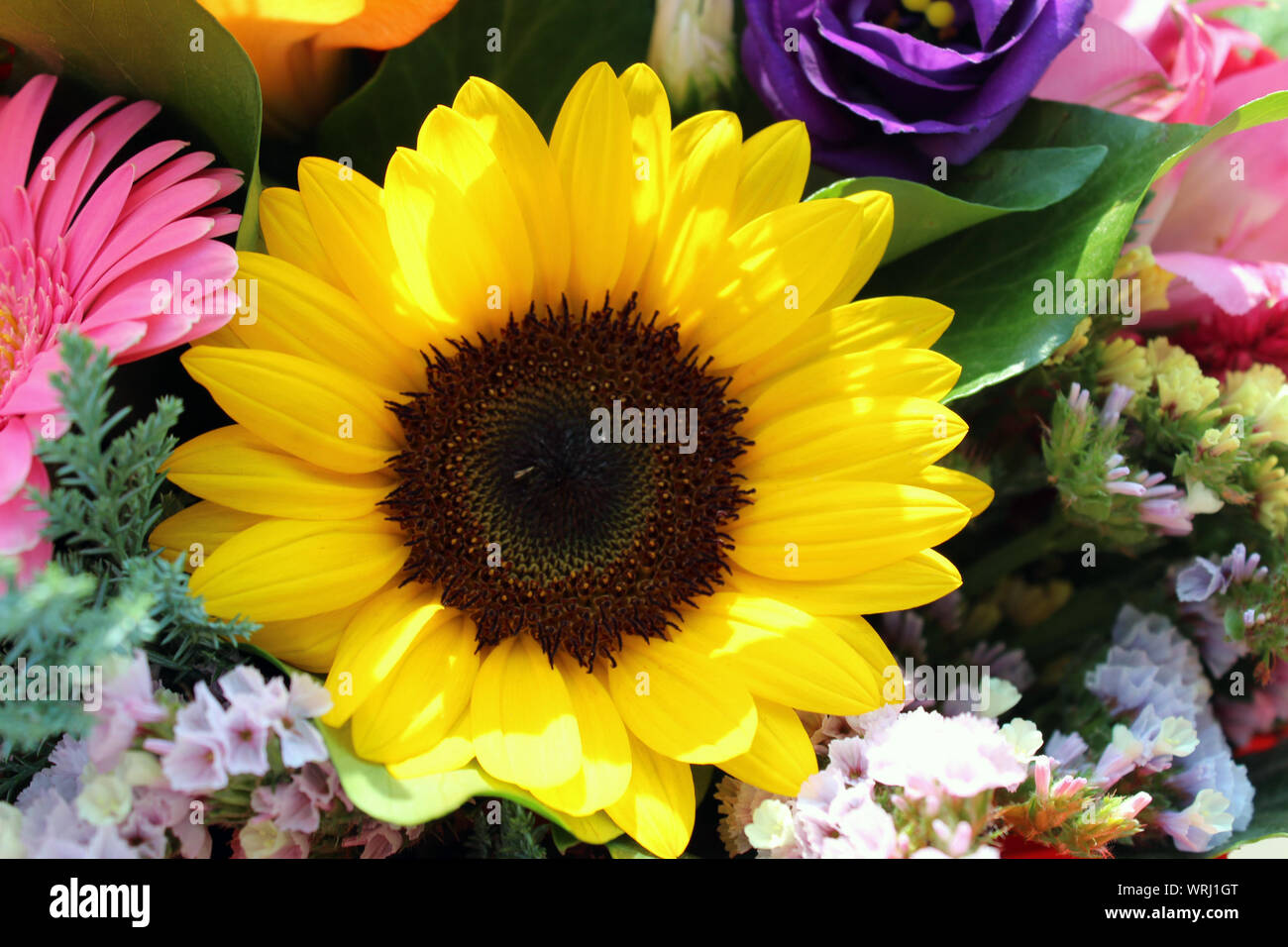Bunt gemischten Strauß mit Sonnenblumen Nahaufnahme Stockfoto