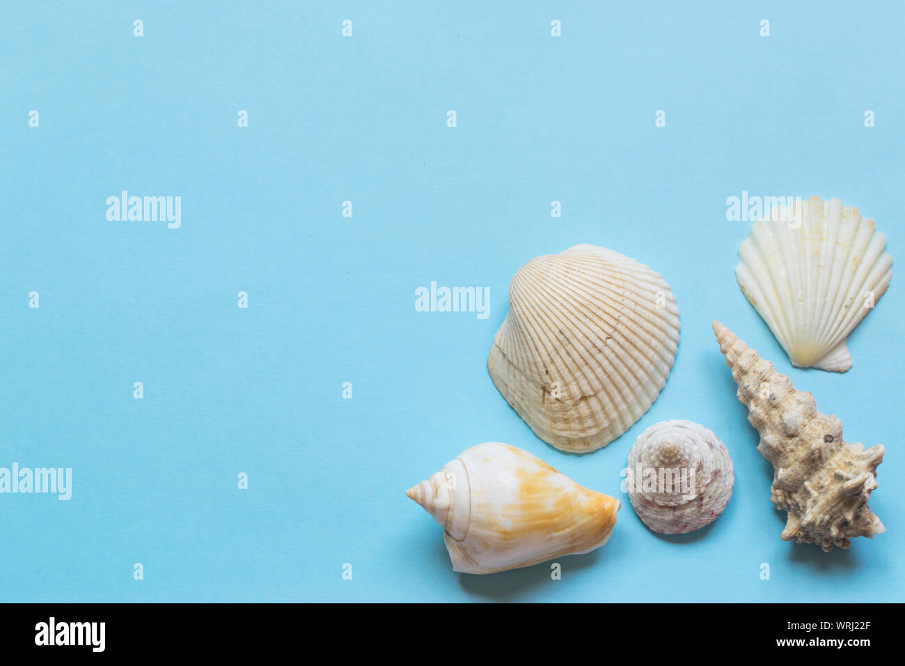 Verschiedene Muscheln auf hellblauem Hintergrund mit Platz für Text Stockfoto