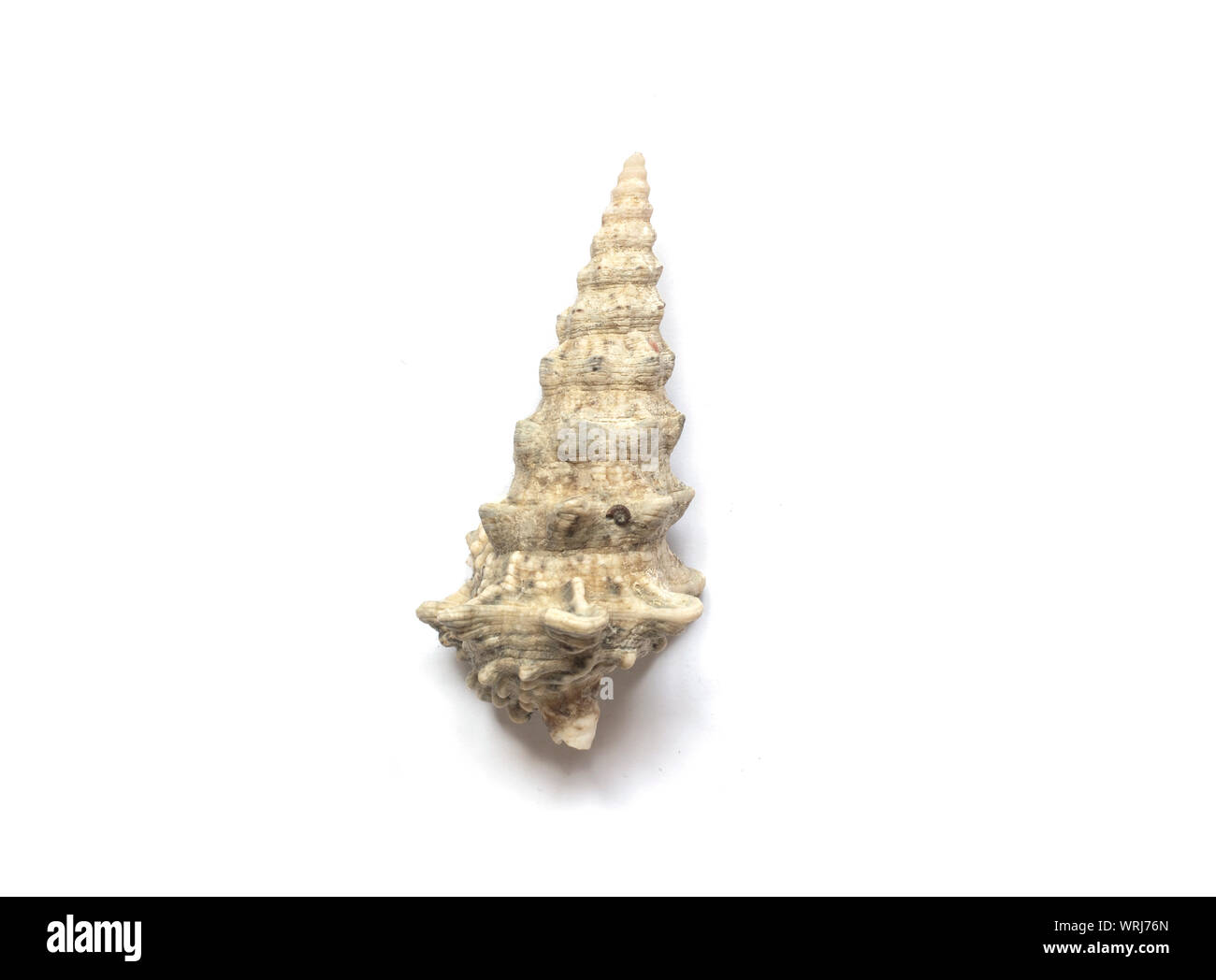 Muschel isoliert auf weißem Hintergrund. Stockfoto