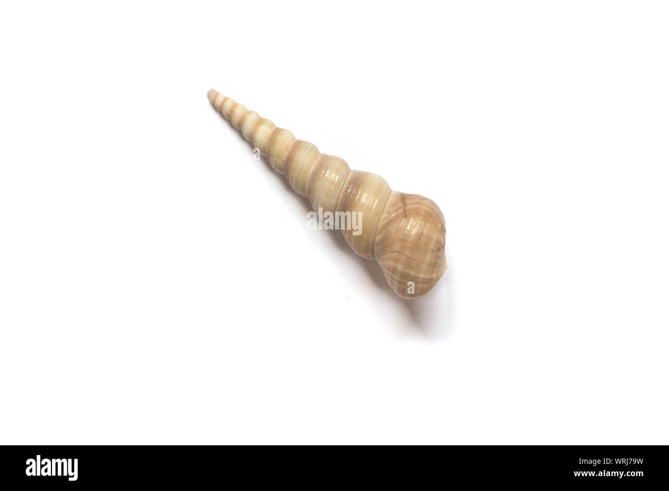 Muschel isoliert auf weißem Hintergrund. Stockfoto