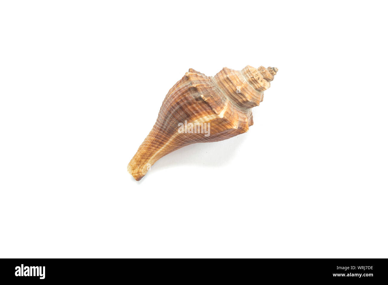 Muschel isoliert auf weißem Hintergrund. Stockfoto