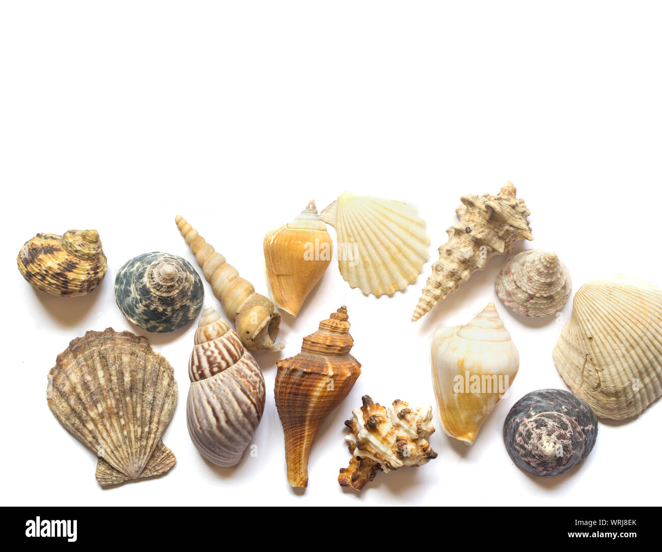Verschiedene Muscheln auf weißem Hintergrund mit Platz für Text Stockfoto