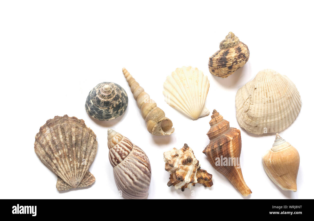 Verschiedene Muscheln auf weißem Hintergrund mit Platz für Text Stockfoto