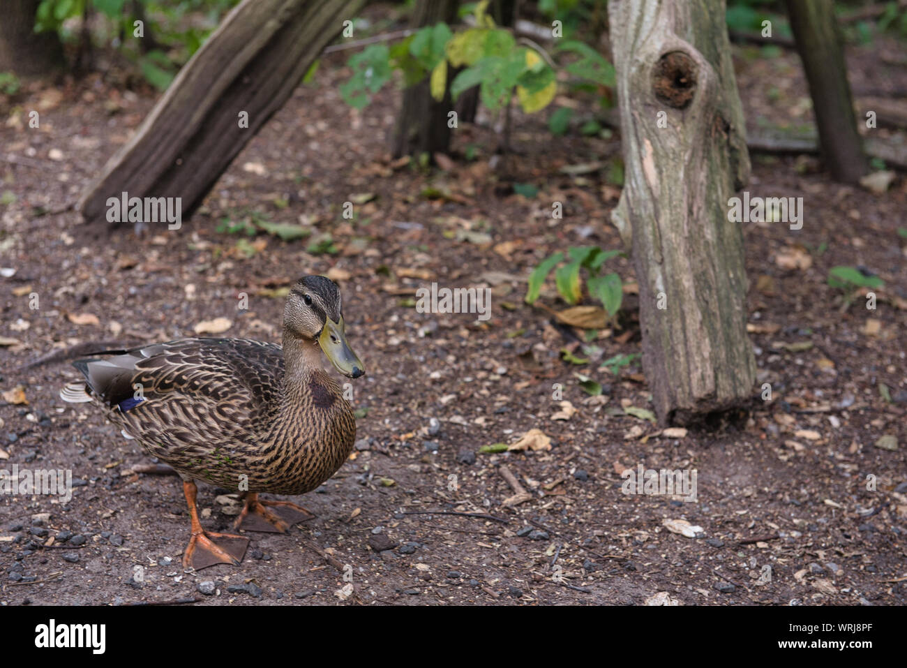 Nahaufnahme einer weiblichen Stockente gehen an einem Conservation Park. Stockfoto