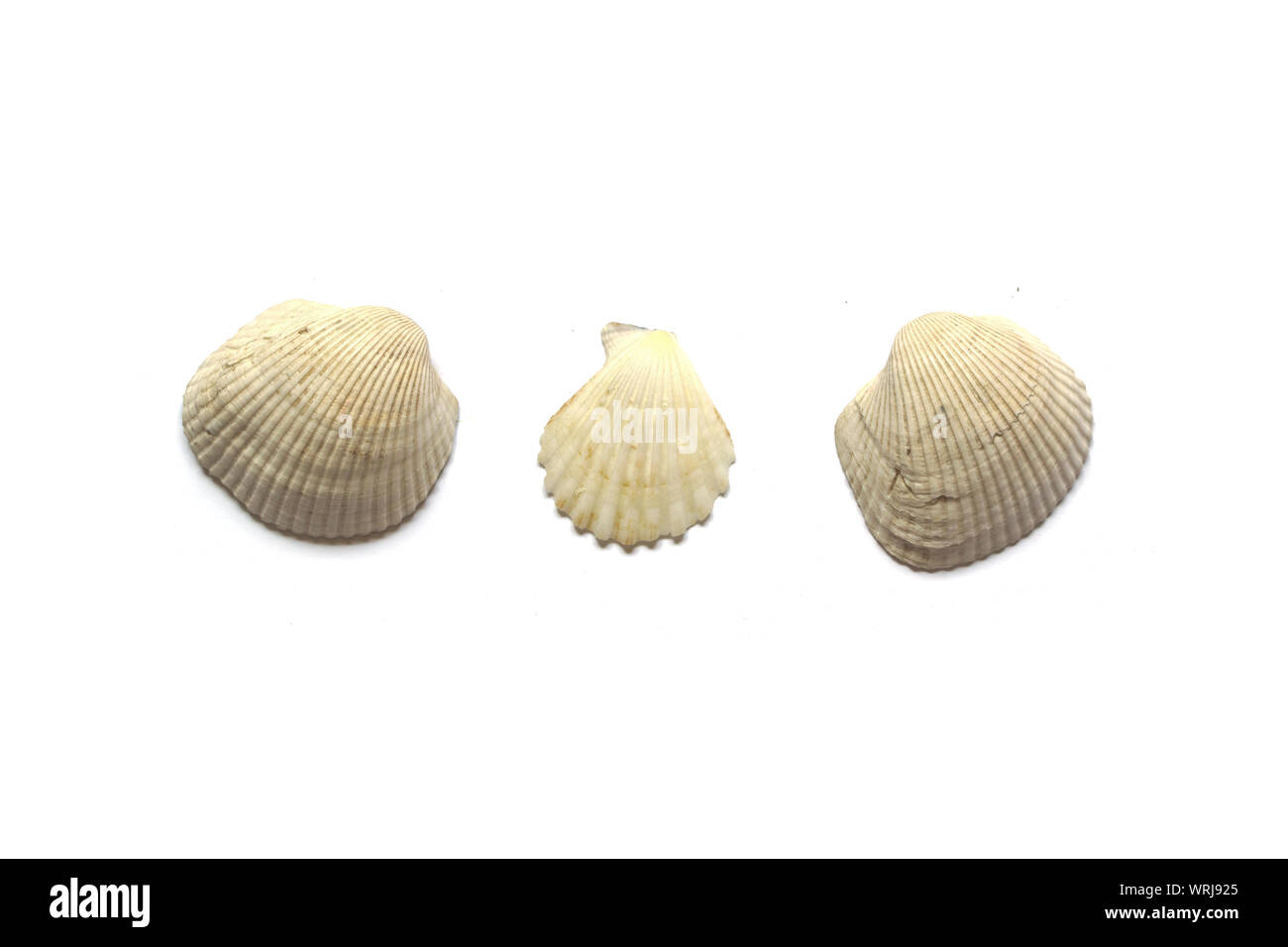 Drei Muscheln auf weißem Hintergrund. Stockfoto