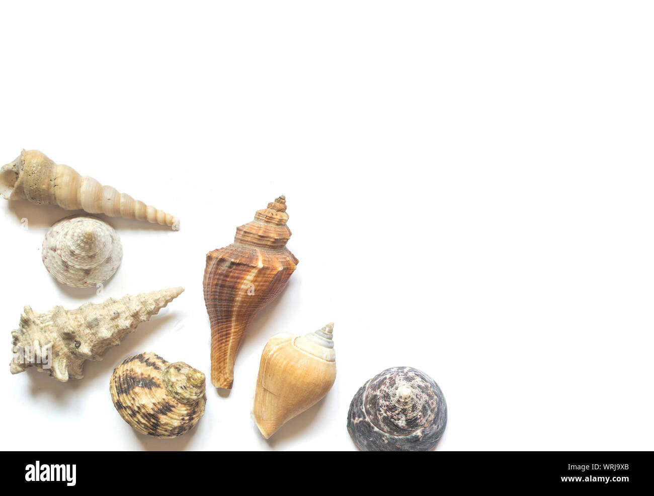 Verschiedene Muscheln auf weißem Hintergrund mit Platz für Text Stockfoto