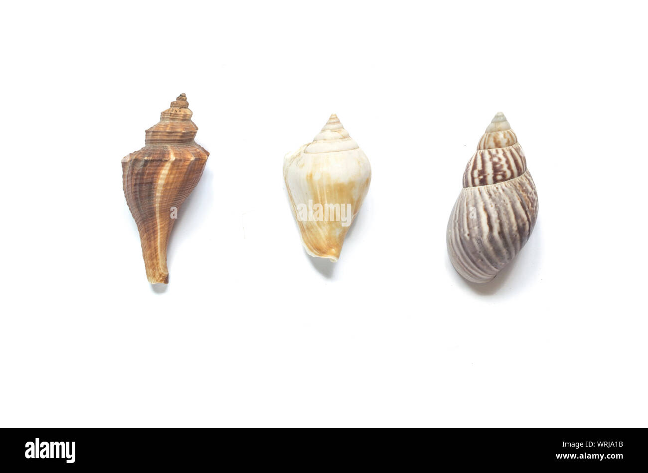 Drei Meer snells auf weißem Hintergrund. Stockfoto