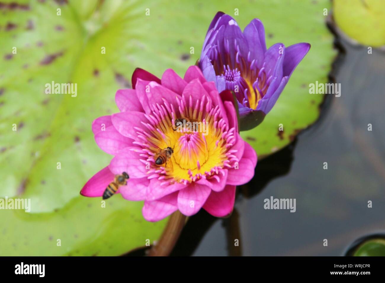Auf seerosen Stockfotos und bilder Kaufen Alamy