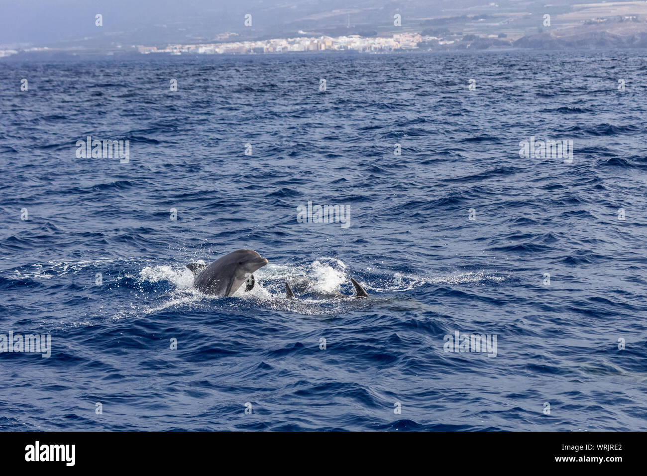 Familie Delphine schwimmen im Atlantik auf Teneriffa, Spanien Stockfoto