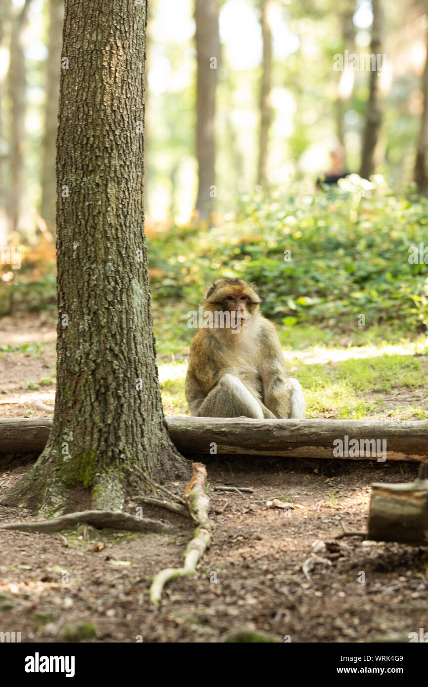 Ein barbary macaque (Macaca sylvanus) sitzt ruhig in den Wäldern in der Montagne des Singes (Affenberg in Kintzheim, Bas-Rhin, Elsass, Frankreich. Stockfoto