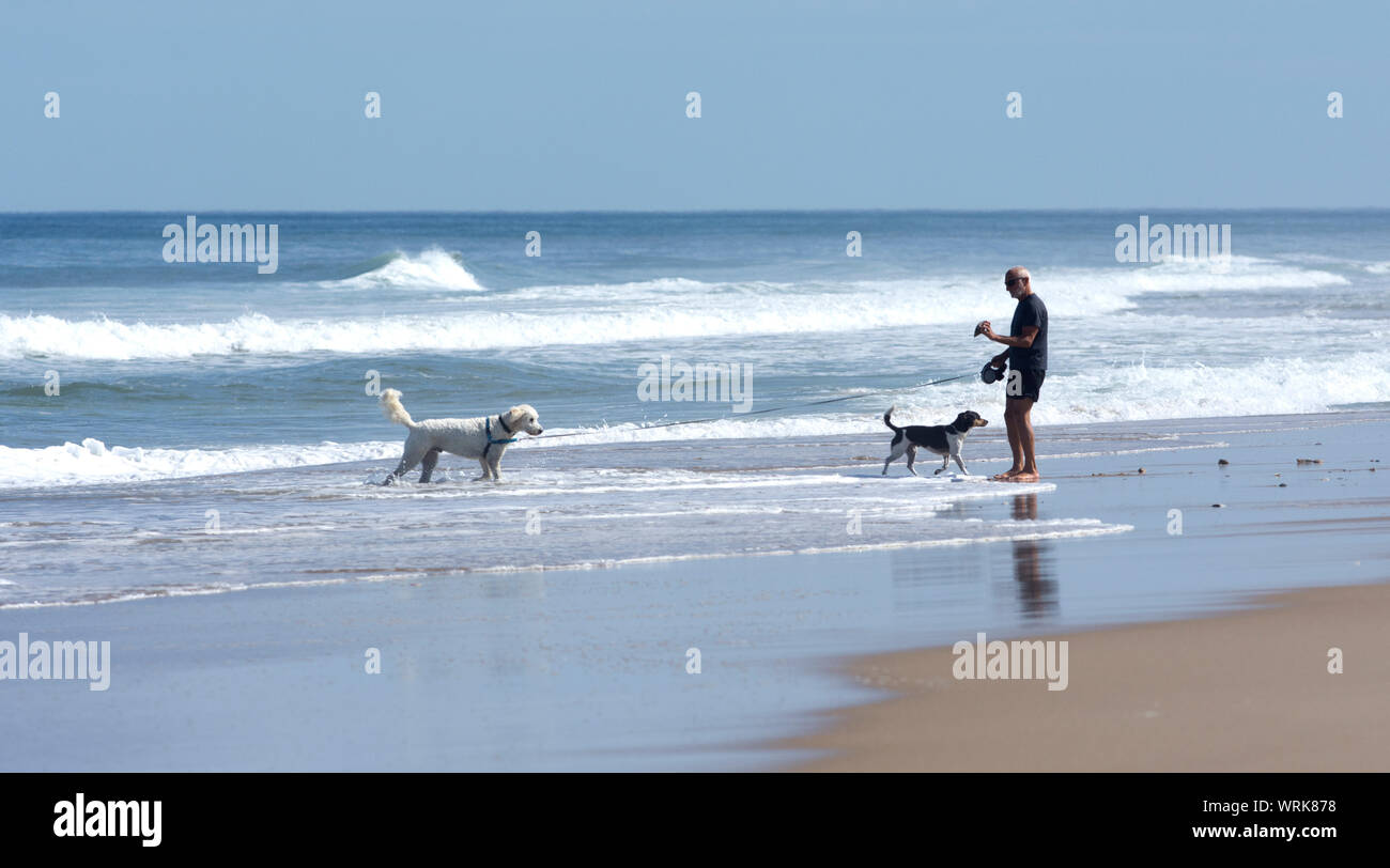 Gehen die Hunde auf Newcomb Hollow Strand in Wellfleet, Massachusetts, Cape Cod, USA Stockfoto