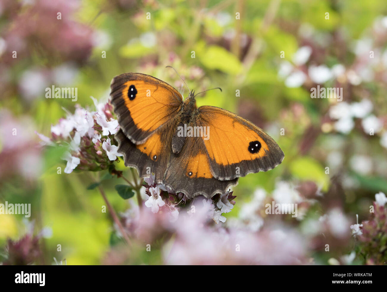 Gatekeeper Schmetterling, pyronia Tithonus, weiblich, in einem Englischen Garten, Powys, UK. Stockfoto