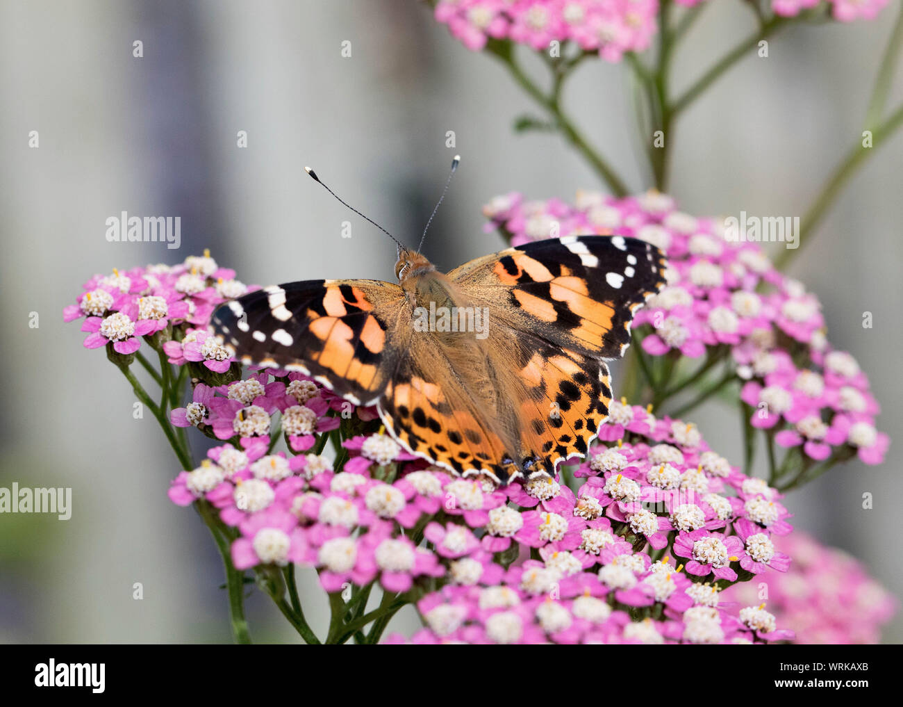 Painted Lady Butterfly, Vanessa cardui, Fütterung auf Achillea, Asteraceae, Mid Wales, Großbritannien September 2019 Stockfoto