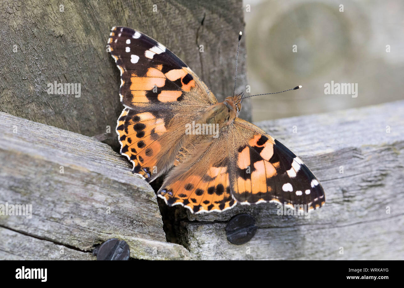 Painted Lady Butterfly, Vanessa cardui, auf einem Zaun, Mid Wales, Großbritannien September 2019 Stockfoto