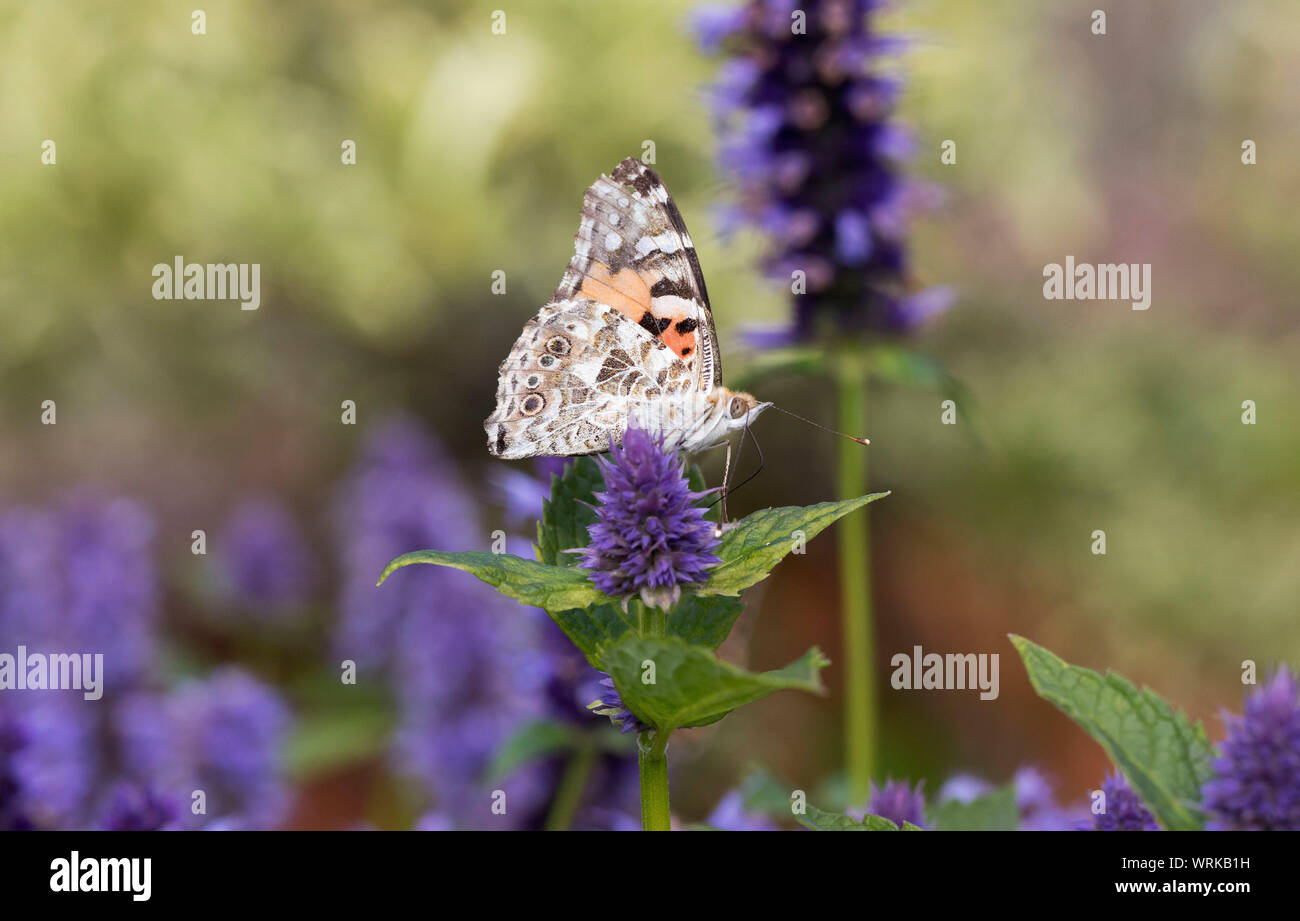 Painted Lady Butterfly, Vanessa cardui, Fütterung auf Agastache Pflanze, Mid Wales, Großbritannien September 2019 Stockfoto