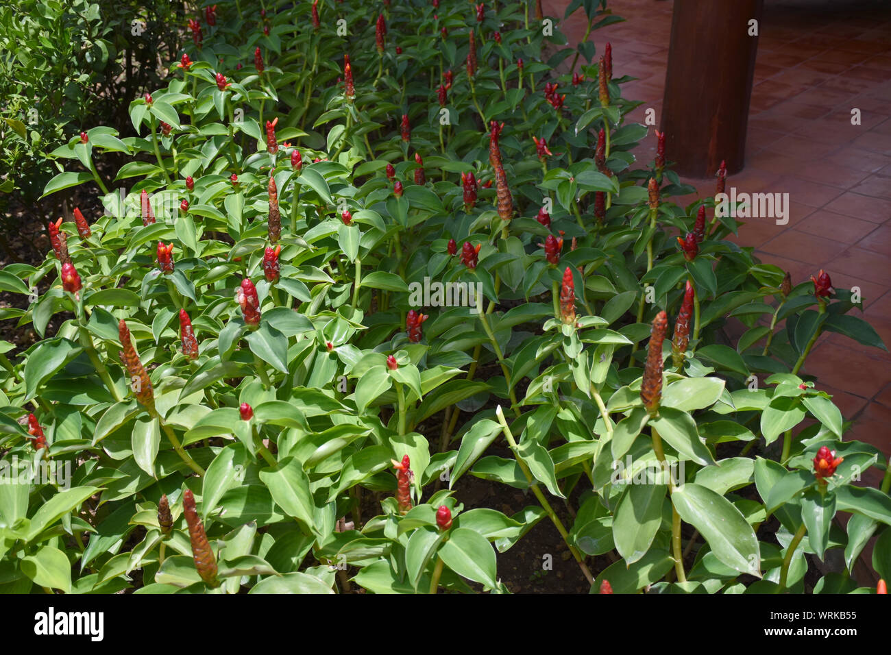 Kanchanaburi, Thailand, 09.09.2019: Schöner Garten, See, traditionelle Thai, Siam Kleidung, Gebäude der "allika Stadt R.E. 124 "Ein Erbe, retro- Stockfoto