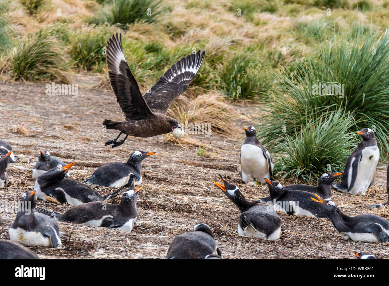 Falkland Skua in einem Gentoo Pinguin Kolonie weg fliegen mit einem Ei, Sea Lion Island, Falkland Inseln, Süd Atlantik Stockfoto