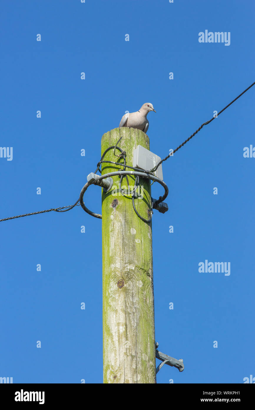 Collared Dove (Streptopelia decaocto). Auffallend hocken auf einem Power line Telegrafenmast. Norfolk. Großbritannien Stockfoto