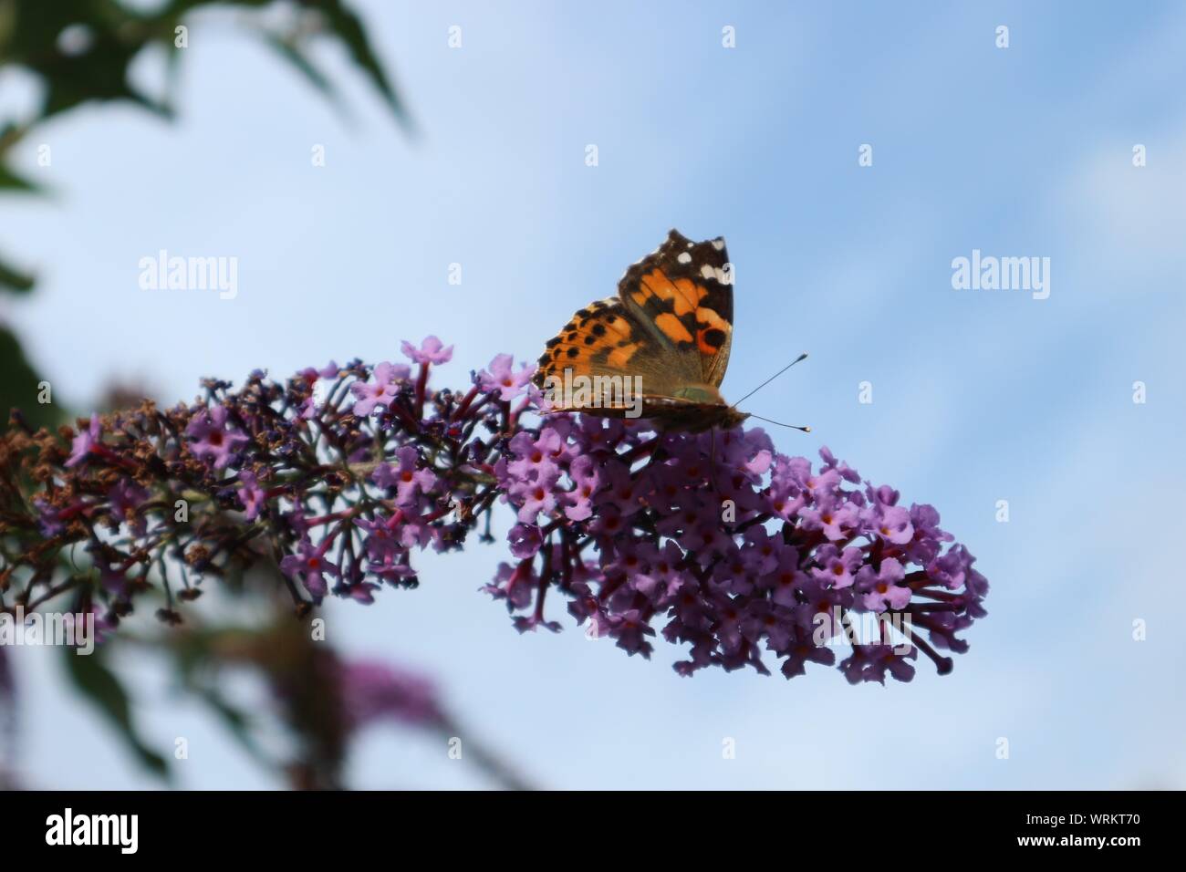Ein Distelfalter Schmetterling auf sommerflieder Blumen Stockfoto