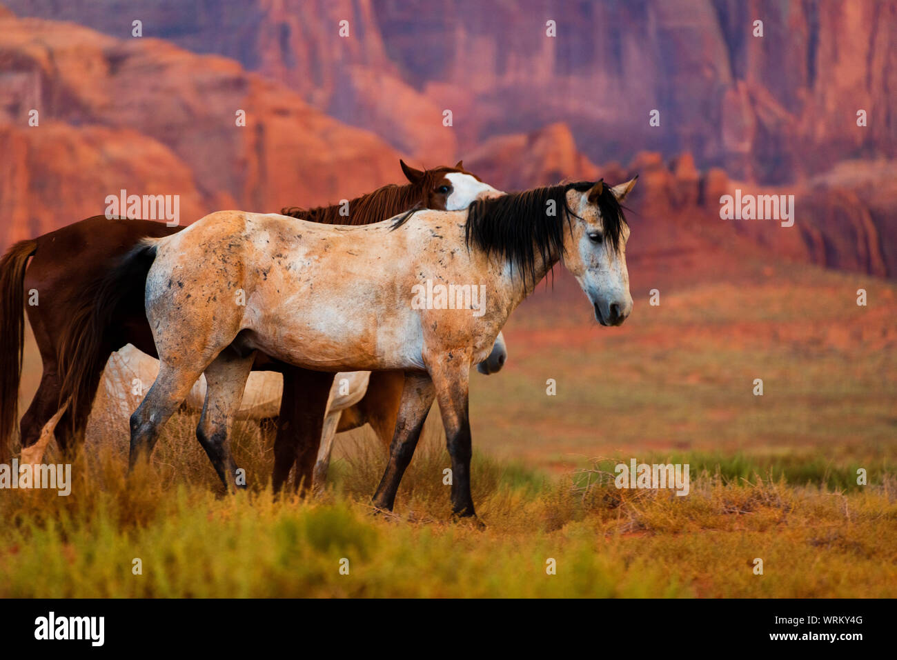 Wilde Pferde im Monument Valley, Arizona, USA Stockfoto