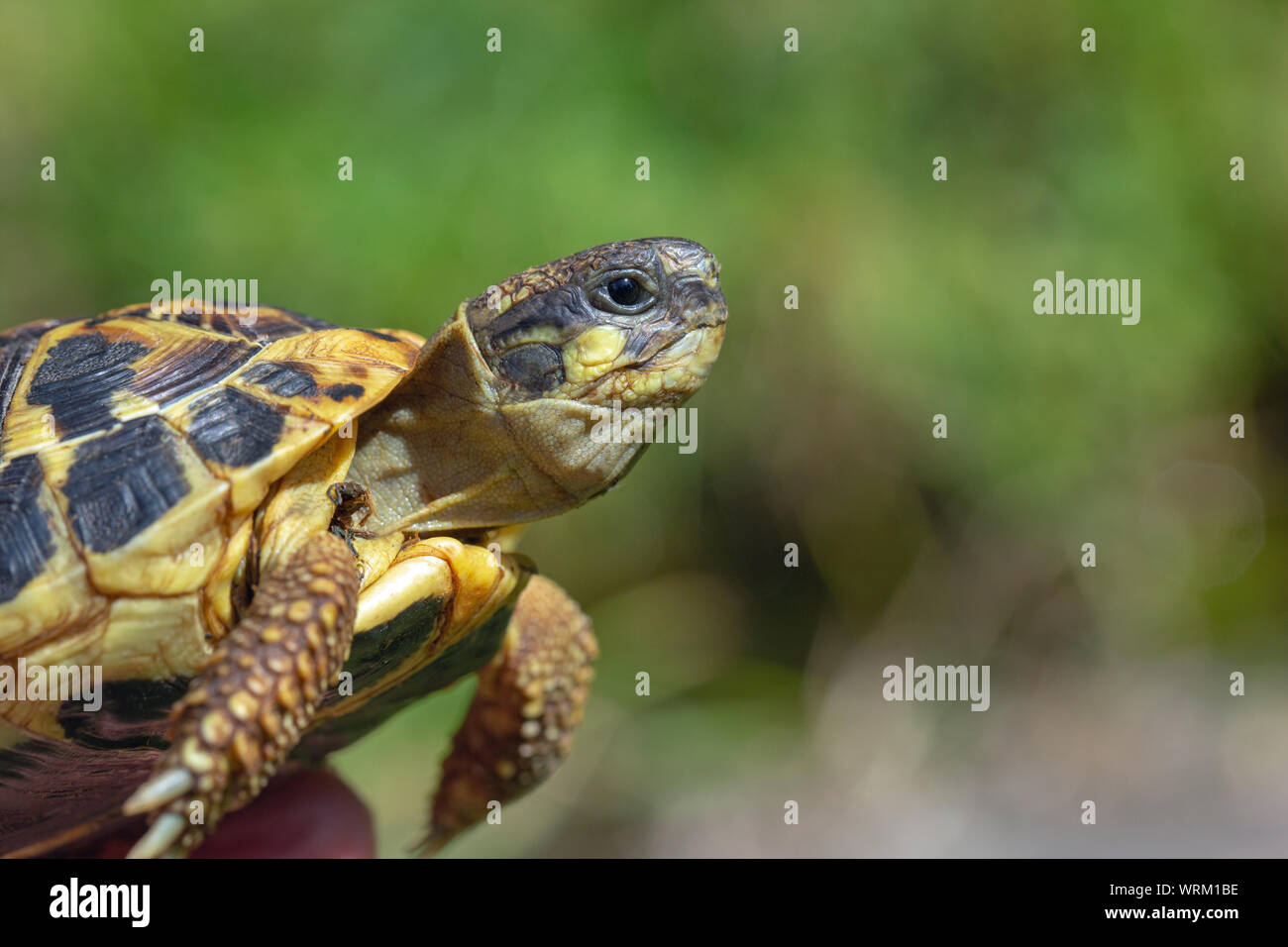 Western Hermann's Schildkröte (testudo hermanii hermanni). Typische Rasse oder Unterart nominieren. Kopf Profil mit dem charakteristischen Zeitliche, postorbital, gelb Patch zwischen Auge und Ohr, oder Tympanon. ​ Stockfoto