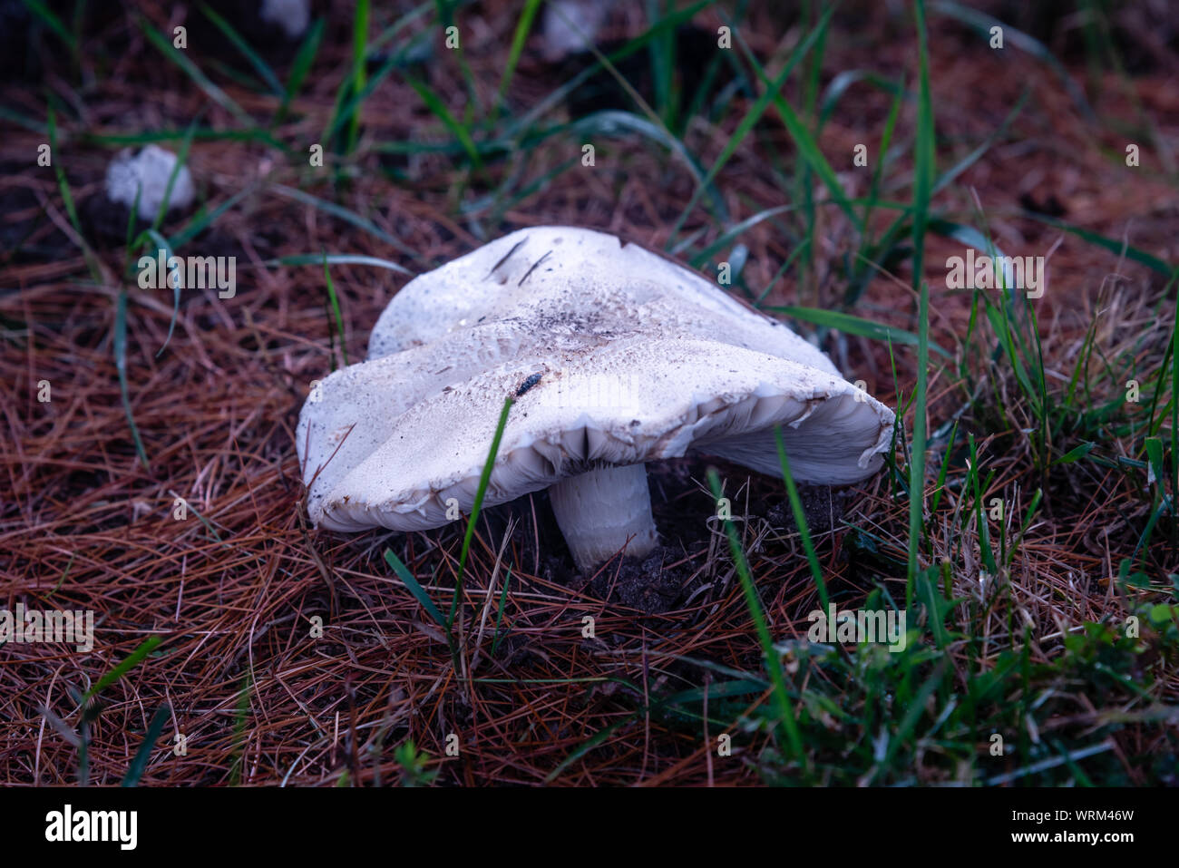 Pilze im Gras nach regen Stockfoto